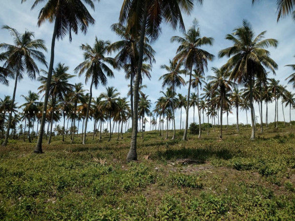 Imagem Terreno à Venda, 100.000 m² em Barra Do Itariri - Conde Imagem Terreno à Venda, 100.000 m² em Barra Do Itariri - Conde