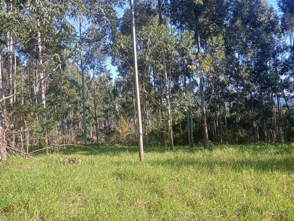 Imagem Chácara à Venda, 29.000 m² em Pimenta - Viamão Imagem Chácara à Venda, 29.000 m² em Pimenta - Viamão