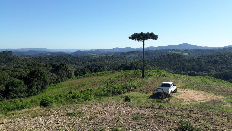 Imagem Chácara com 3 Quartos à Venda, 129 m² em Centro - Campo Largo