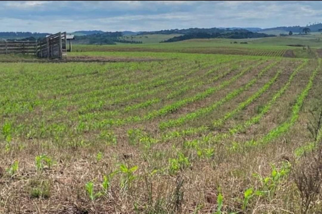 Imagem Fazenda à Venda, 104 m² em Localidade Azulega - Cambara Do Sul
