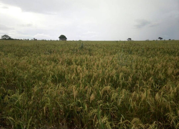 Imagem Fazenda à Venda,  em Poxoréo