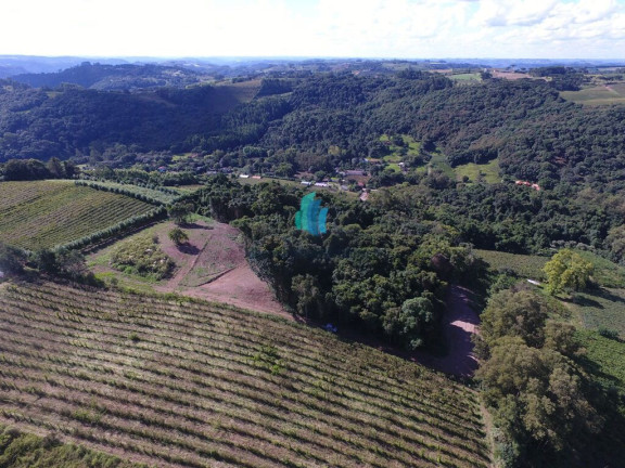 Terreno à Venda, 20.000 m² em Linha Palmeiro - Pinto Bandeira