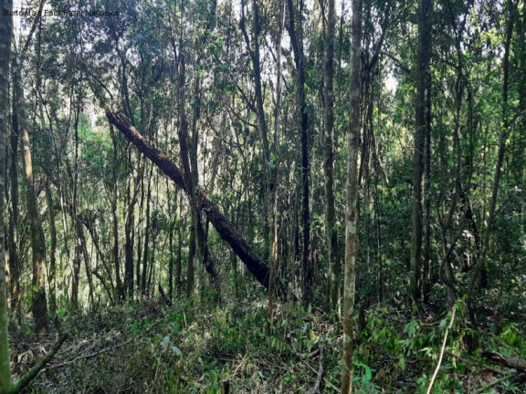Imagem Terreno à Venda, 3 m² em São Jacó - Nova Petrópolis Imagem Terreno à Venda, 3 m² em São Jacó - Nova Petrópolis