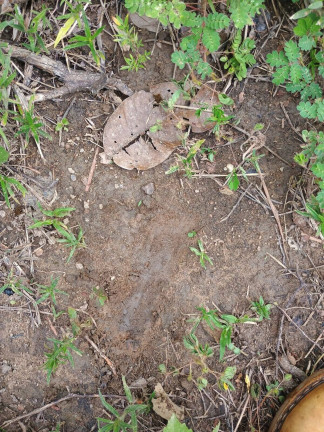 Imagem Fazenda à Venda, 500 m² em Zona Rural - Paranã Imagem Fazenda à Venda, 500 m² em Zona Rural - Paranã