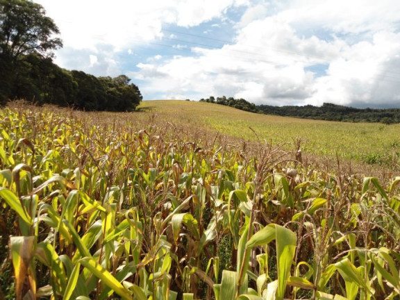 Imagem Imóvel com 5 Quartos à Venda, 420.000 m² em Nona Rural