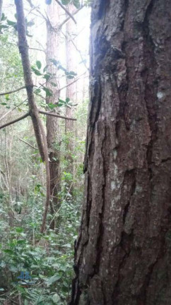 Imagem Terreno à Venda, 27.000 m² em Santo Antônio De Lisboa - Florianópolis Imagem Terreno à Venda, 27.000 m² em Santo Antônio De Lisboa - Florianópolis