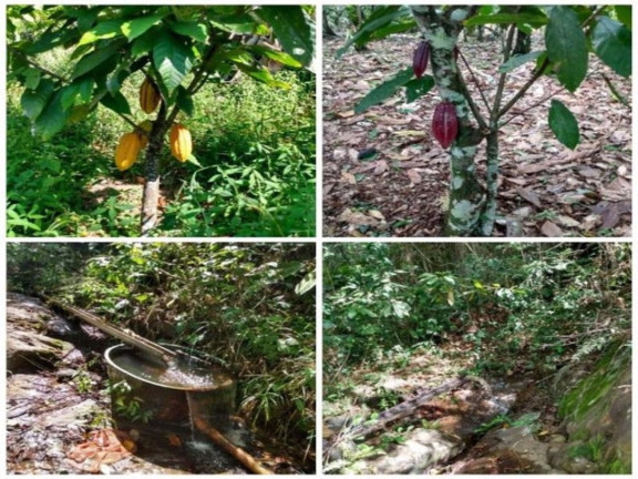 Imagem Fazenda à Venda, 139.000 m² em Jardim Savóia - Ilhéus Imagem Fazenda à Venda, 139.000 m² em Jardim Savóia - Ilhéus