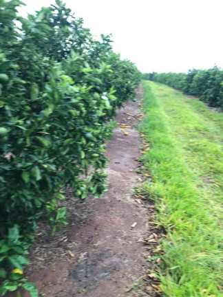 Imagem Chácara à Venda, 14 m² em Rural - águas De Santa Bárbara Imagem Chácara à Venda, 14 m² em Rural - águas De Santa Bárbara