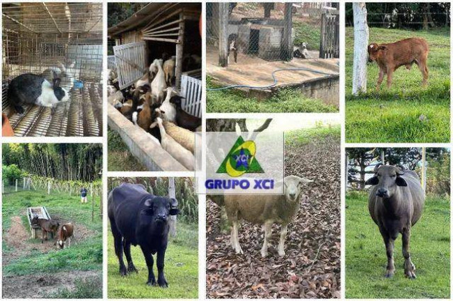 Imagem Fazenda à Venda, 115.000 m² em Piedade - Piedade Imagem Fazenda à Venda, 115.000 m² em Piedade - Piedade