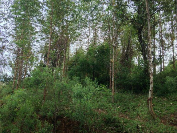 Imagem Terreno à Venda, 80 m² em Santa Felicidade - Curitiba Imagem Terreno à Venda, 80 m² em Santa Felicidade - Curitiba