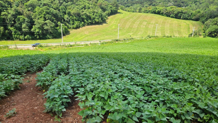 Fazenda à Venda,  em Zona Rural - Araucaria