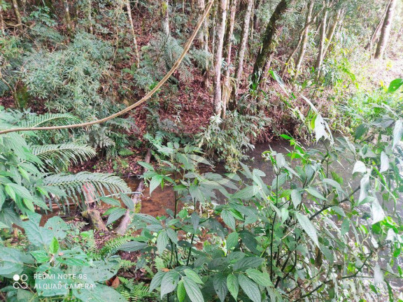 Imagem Chácara com 4 Quartos à Venda, 38.000 m² em Roça Velha - São José Dos Pinhais