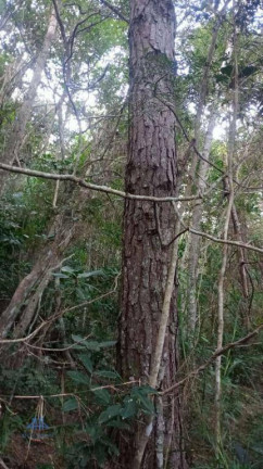 Imagem Terreno à Venda, 27.000 m² em Santo Antônio De Lisboa - Florianópolis Imagem Terreno à Venda, 27.000 m² em Santo Antônio De Lisboa - Florianópolis