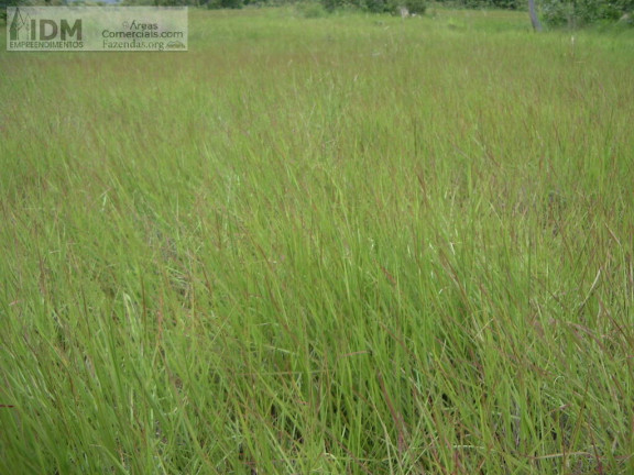 Imagem Chácara à Venda, 830.000.000 m² em Rural - São Félix Do Araguaia Imagem Chácara à Venda, 830.000.000 m² em Rural - São Félix Do Araguaia