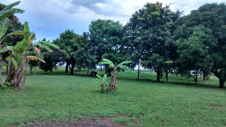 Imagem Fazenda à Venda, 8.400 m² em Zona Rural - Tambaú Imagem Fazenda à Venda, 8.400 m² em Zona Rural - Tambaú