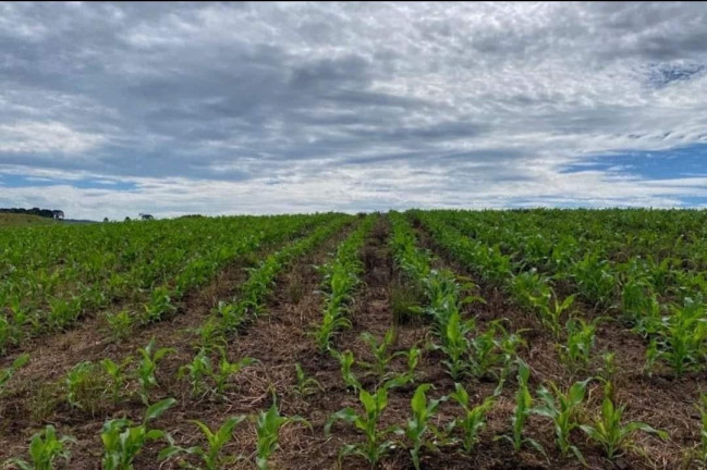 Imagem Fazenda à Venda, 104 m² em Localidade Azulega - Cambara Do Sul