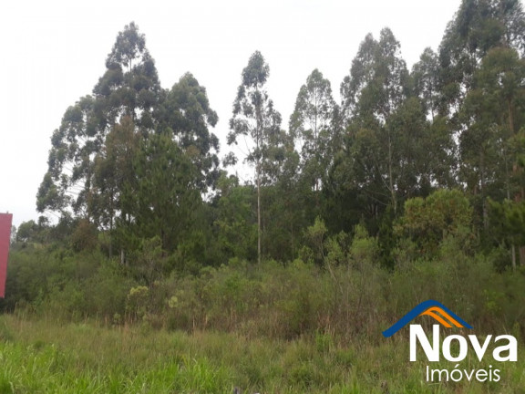Imagem Imóvel à Venda, 10.211 m² em Linha Araripe - Nova Petrópolis