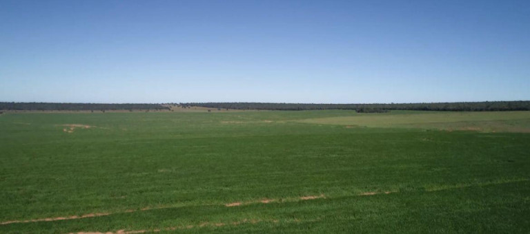Imagem Fazenda à Venda, 8.100 m² em Rural - Chapadão Do Sul Imagem Fazenda à Venda, 8.100 m² em Rural - Chapadão Do Sul