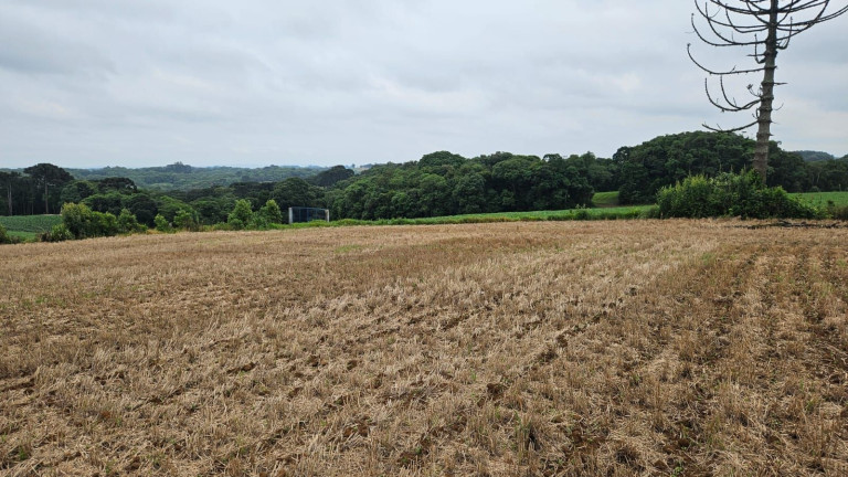 Imagem Terreno à Venda, 84.700 m² em Guajuvira - Araucaria Imagem Terreno à Venda, 84.700 m² em Guajuvira - Araucaria