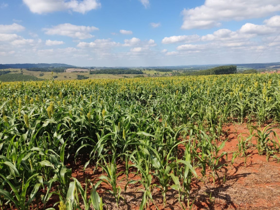 Imagem Imóvel com 3 Quartos à Venda, 459.800 m² em Centro - Itapetininga