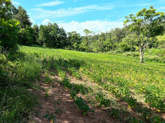 Imagem Chácara à Venda, 2 m² em Morungava - Gravataí Imagem Chácara à Venda, 2 m² em Morungava - Gravataí