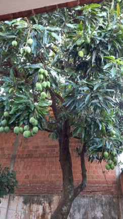 Imagem Casa com 2 Quartos à Venda, 268 m² em Jardim Ouro Verde - Bauru