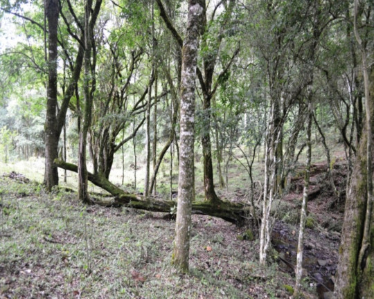 Imagem Imóvel à Venda,  em Linha Imperial - Nova Petrópolis