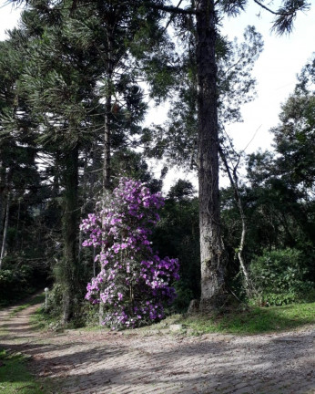 Imagem Imóvel à Venda, em Linha Imperial - Nova Petrópolis Imagem Imóvel à Venda, em Linha Imperial - Nova Petrópolis