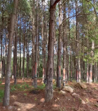 Imagem Imóvel com 12 Quartos à Venda, 24.200.000 m² em Jardim Europa - Itapeva Imagem Imóvel com 12 Quartos à Venda, 24.200.000 m² em Jardim Europa - Itapeva