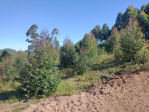 Imagem Chácara à Venda, 1.000 m² em Pocinhos Do Rio Verde - Caldas Imagem Chácara à Venda, 1.000 m² em Pocinhos Do Rio Verde - Caldas