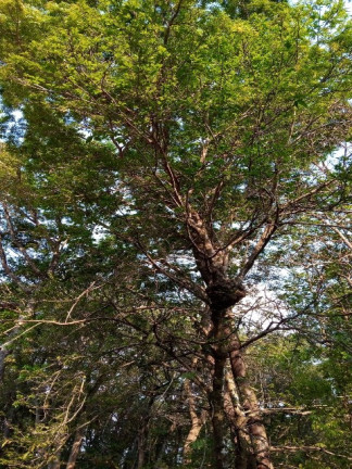Imagem Chácara com 2 Quartos para Alugar ou Temporada, 1.512 m² em Jardim Tarantela - Jundiaí Imagem Chácara com 2 Quartos para Alugar ou Temporada, 1.512 m² em Jardim Tarantela - Jundiaí