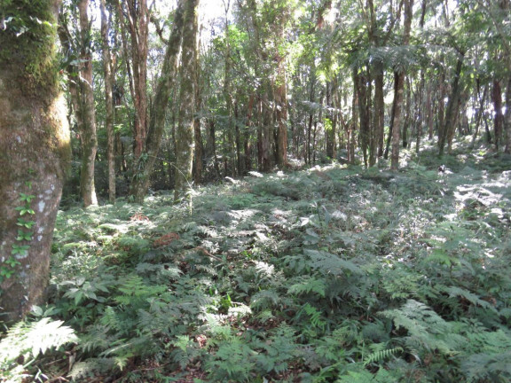 Imagem Terreno à Venda, 36.260 m² em Colonia Murici - São José Dos Pinhais Imagem Terreno à Venda, 36.260 m² em Colonia Murici - São José Dos Pinhais