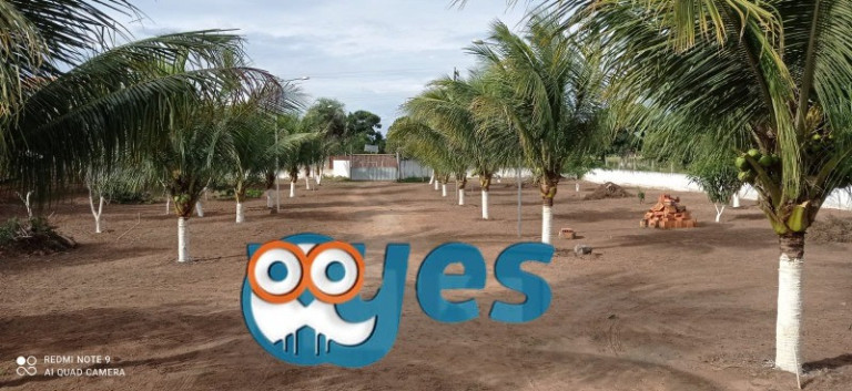 Imagem Imóvel com 3 Quartos à Venda, 10.000 m² em Asa Branca - Feira De Santana