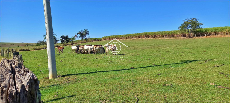 Imagem Chácara à Venda, 24 m² em Sítio São Jose - Cosmópolis Imagem Chácara à Venda, 24 m² em Sítio São Jose - Cosmópolis