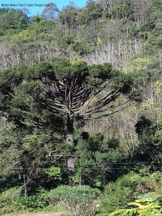 Imagem Terreno à Venda, em Linha Pirajá - Nova Petrópolis Imagem Terreno à Venda, em Linha Pirajá - Nova Petrópolis