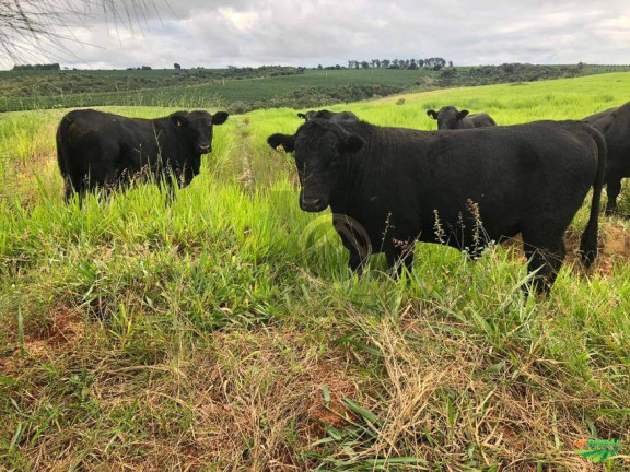 Imagem Fazenda à Venda, 24.200.000 m² em Centro - Douradina Imagem Fazenda à Venda, 24.200.000 m² em Centro - Douradina