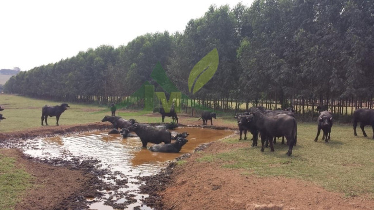 Imagem Fazenda à Venda, 4.840.000 m² em Cosmópolis Imagem Fazenda à Venda, 4.840.000 m² em Cosmópolis