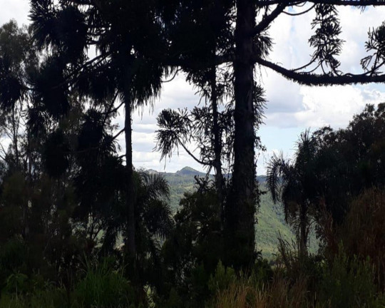 Imagem Imóvel à Venda, 391 m² em Pinhal Alto - Nova Petrópolis