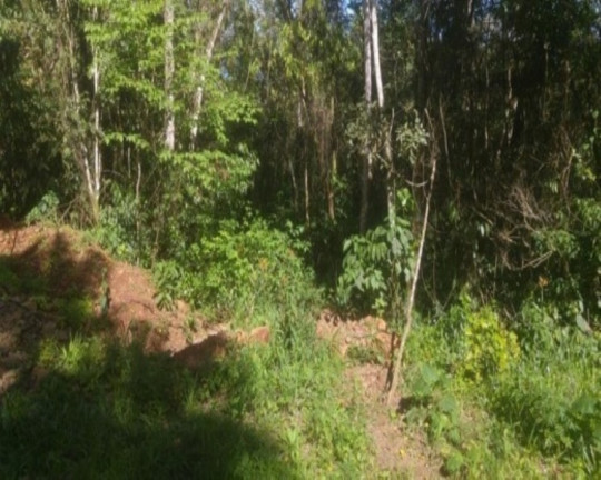 Imagem Terreno à Venda, 3 m² em Linha Pirajá Alta - Nova Petrópolis Imagem Terreno à Venda, 3 m² em Linha Pirajá Alta - Nova Petrópolis
