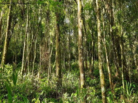 Imagem Terreno à Venda, 3 m² em São Jacó - Nova Petrópolis