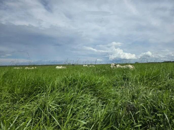 Imagem Fazenda à Venda, 11 m² em Ponte Rio Palmeiral - Mundo Novo Imagem Fazenda à Venda, 11 m² em Ponte Rio Palmeiral - Mundo Novo