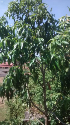 Imagem Casa com 3 Quartos à Venda, 100 m² em Pontes Dos Leites - Araruama
