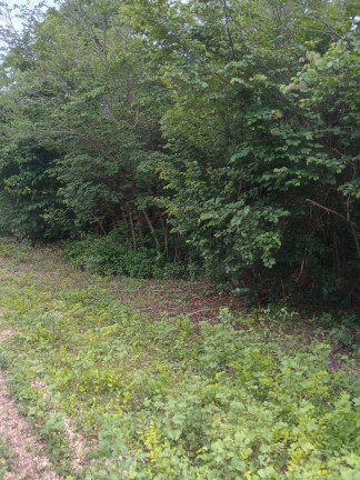 Imagem Fazenda à Venda, 500 m² em Zona Rural - Paranã Imagem Fazenda à Venda, 500 m² em Zona Rural - Paranã