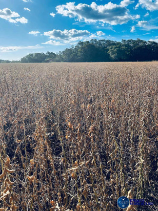 Imagem Fazenda à Venda, 822 m² em Zona Rural - Araguaína