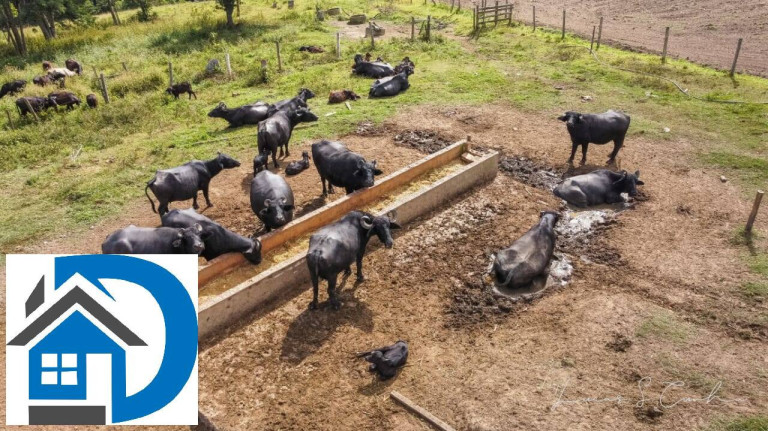 Imagem Chácara com 3 Quartos à Venda, 10 m² em Zona Rural - São Miguel Arcanjo Imagem Chácara com 3 Quartos à Venda, 10 m² em Zona Rural - São Miguel Arcanjo