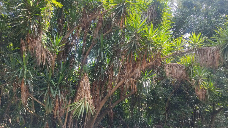 Imagem Chácara à Venda, 5 m² em Bairro Do Cercado - Araçoiaba Da Serra Imagem Chácara à Venda, 5 m² em Bairro Do Cercado - Araçoiaba Da Serra