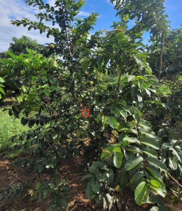 Imagem Fazenda à Venda, 44.500 m² em Monte Mor - Monte Mor Imagem Fazenda à Venda, 44.500 m² em Monte Mor - Monte Mor