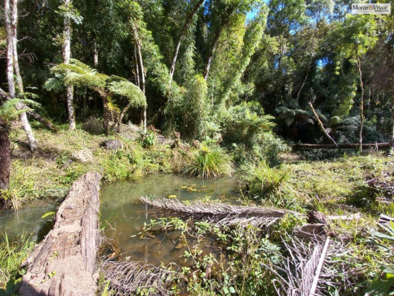 Imagem Imóvel à Venda, 8.000 m² em Zona Rural - Quatro Barras Imagem Imóvel à Venda, 8.000 m² em Zona Rural - Quatro Barras