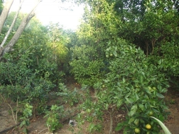 Imagem Casa com 4 Quartos à Venda, 2.000 m² em águas Claras - Viamão