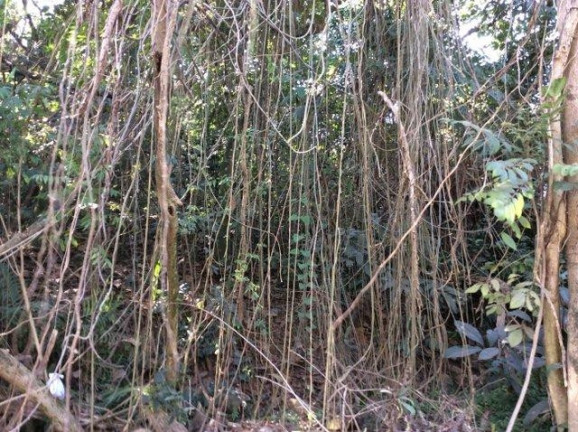 Imagem Terreno à Venda, 2.553 m² em Chácaras Do Peroba - Jandira Imagem Terreno à Venda, 2.553 m² em Chácaras Do Peroba - Jandira